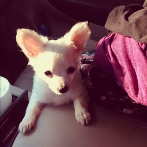 Meet your Posher, Amber